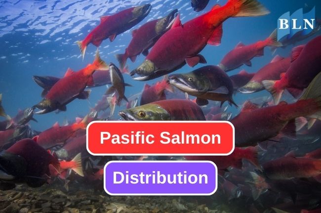 The Remarkable Range of North Pacific Salmon Distribution
